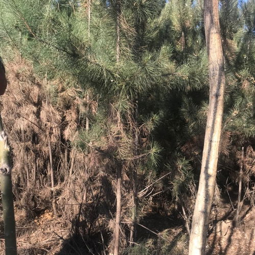 油松种子购买注意事项