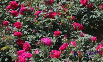 哪些品种适合家庭盆栽？