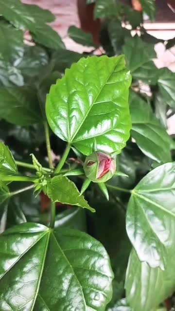 桑叶牡丹的阳光需求