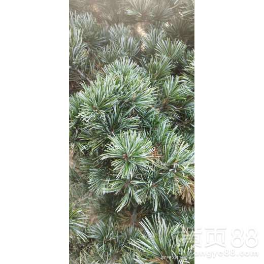 五针松种植， 前期把关和后期养护一样重要