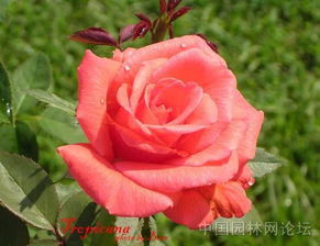 黑红色大花月季