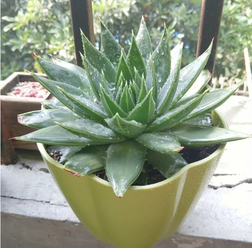 2、 植株生长茂盛时