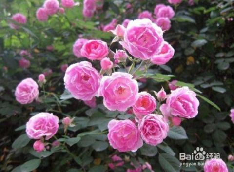 三、月季水插繁殖技术的事项说明