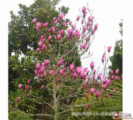 玉兰苗木的培育，如何应对病虫害的困扰？