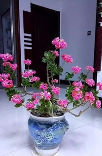 长寿花修剪：打造美丽庭院的园艺艺术