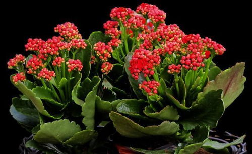 农村种花攻略：既美观又好养护的花卉推荐