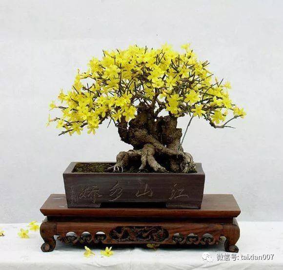 “清香木盆景香飘四季，爆款花卉必选！”