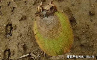 如何区分葡萄的灰霉病和白腐病？