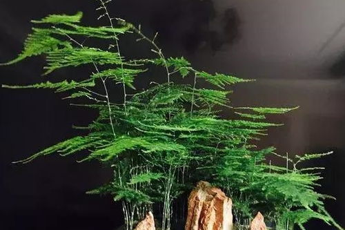 小盆养文竹》，也嫩长得美美的