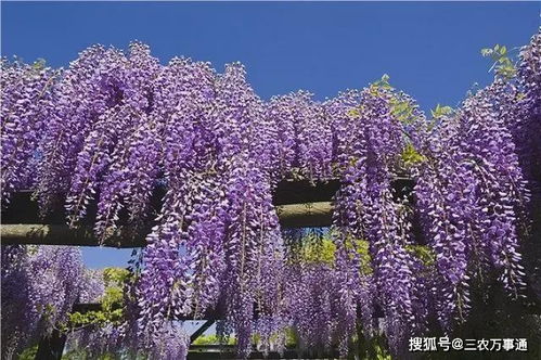 多花紫藤：震撼的视觉效果