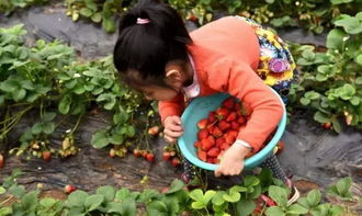 柿子，红彤彤的诱惑