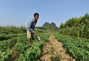花生种植肥料攻略：让果实更丰满