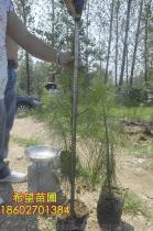 湿地松苗木的价格揭秘