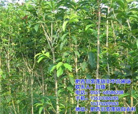 四季桂树苗价格揭秘