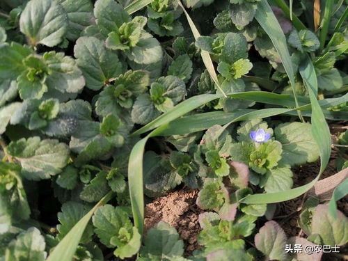 使用方法， 不Neng马虎