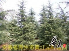 雪松的价格，值得投资的吗？