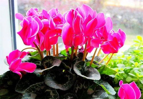 仙客来萌芽期如何浇水？萌芽期需注意哪些水分管理