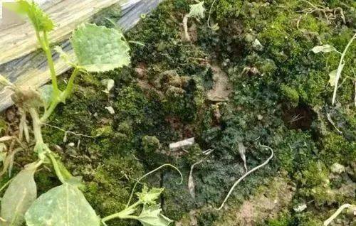 盆景青苔发黑，是土壤问题还是养护不当