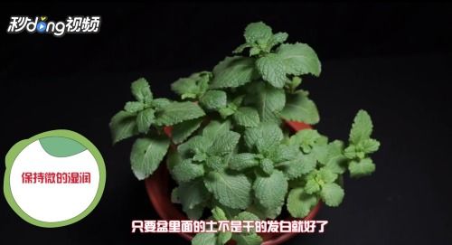 薄荷浇水需要注意什么如何合理浇水才能让薄荷茁壮成长