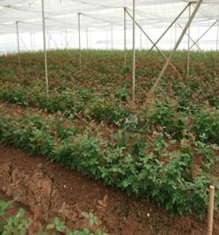 玫瑰的栽培管理