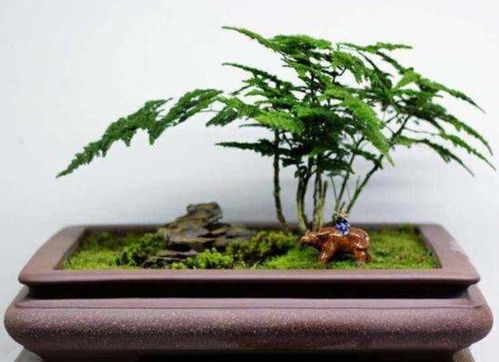 雾松盆景，养眼的宝贝