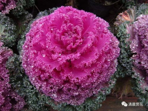 浇水要讲究技巧