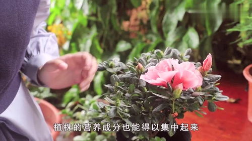 杜鹃花如何养殖才能使其花开得更加艳丽且花期更长