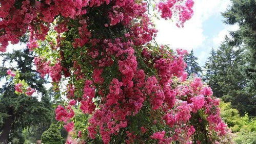 月季花的种植小窍门