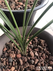 春兰和蕙兰，分不清？我来教你