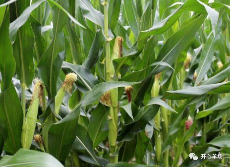 苜蓿青干草喂羊宜配玉米、豆粕等辅料