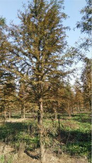 中山杉价格揭秘：市场波动与稳定并存