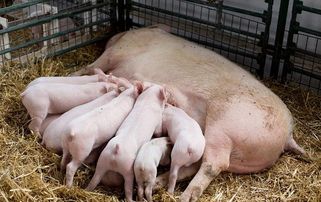 提升猪肉品质，维生素B助力高瘦肉率养殖