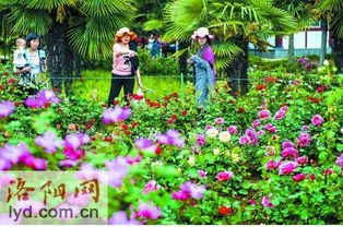 名字听起来好美的月季