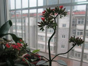 长寿花的种植要点