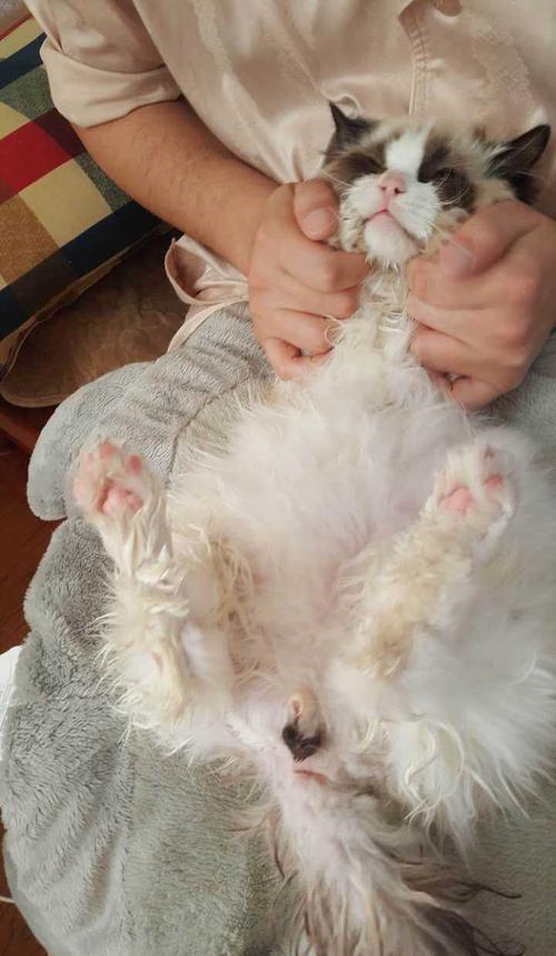 猫咪的口腔护理：防范牙齿问题