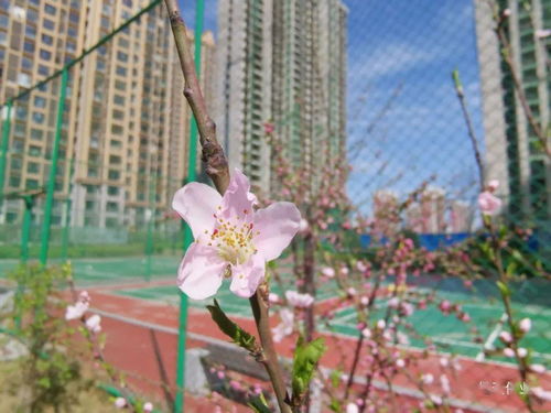 桃花象征爱情，它代表着什么美好情感