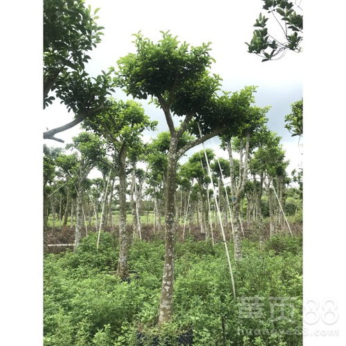 和顺树，一种具有风水作用的树木