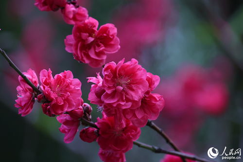 “桃花修剪消毒一步到位，打造完美花姿！”