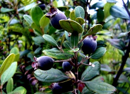 一、 蓖麻子的基本知识