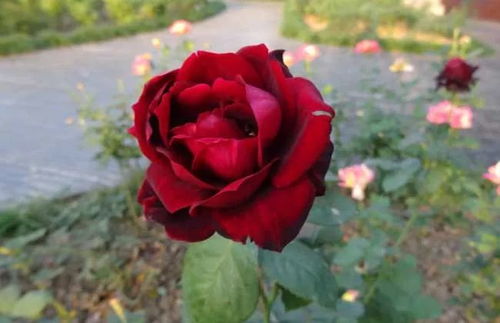 月季花插得又快又活，秘籍在此！