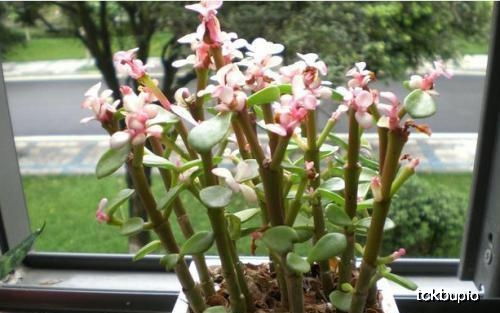 黄杨老桩养殖养护攻略，爆款花卉，价格实惠！