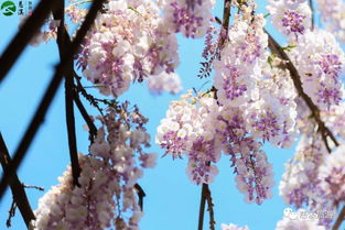 门前那片紫藤花海