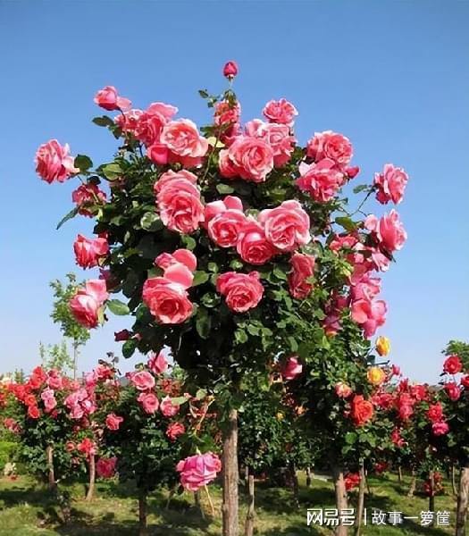 月季养护：让美丽延续