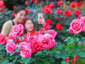 南阳月季花大放送，是真的吗？快来跟我一起堪堪！