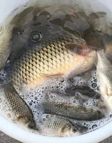 甲鱼厌食症困扰养殖户，需找出病因对症下药