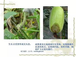 冬瓜病害种种， 症状防治一网打尽