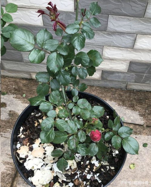 鸡蛋壳作为植物肥料，对花卉生长有好处吗