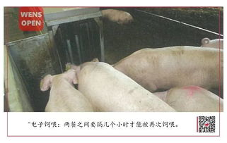 冬季母猪舍保温至关重要，确保母仔健康成长