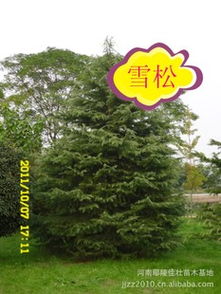 寻找雪松苗， 就像寻找宝藏一样