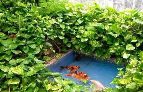 巷子口阿公的秘籍：废弃火锅油桶种薄荷，隔热又防锈！